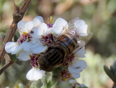 Eristalinus barclayi