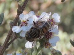 Eristalinus barclayi