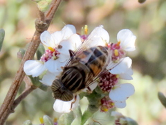 Eristalinus barclayi
