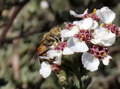 Eristalinus barclayi