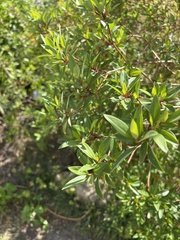 Ilex myrtifolia