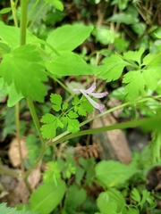 Corydalis incisa