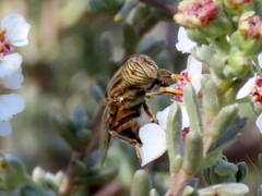 Eristalinus barclayi