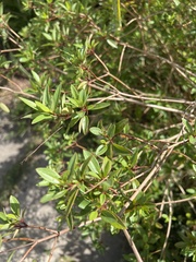 Ilex myrtifolia