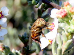 Eristalinus barclayi