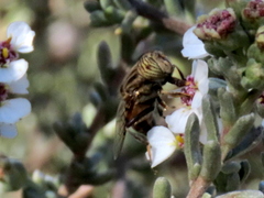 Eristalinus barclayi