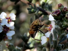 Eristalinus barclayi
