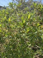 Ilex myrtifolia