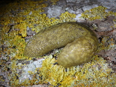 Limacus maculatus