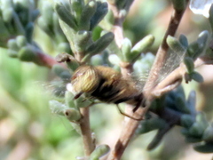 Eristalinus barclayi