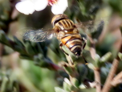 Eristalinus barclayi