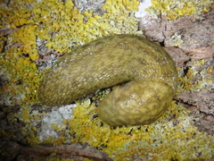 Limacus maculatus
