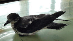 Pterodroma hypoleuca