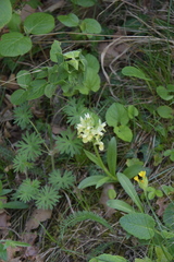 Dactylorhiza sambucina