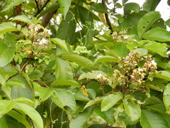 Vitex pinnata