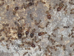 Pheidole capensis