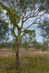 Corymbia pocillum