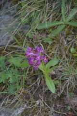 Dactylorhiza sambucina