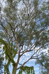 Corymbia pocillum