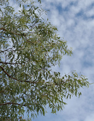 Corymbia pocillum