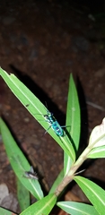 Cosmodela barmanica