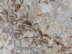Pheidole capensis