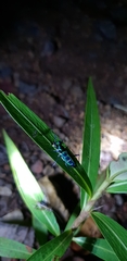 Cosmodela barmanica
