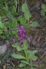 Dactylorhiza sambucina