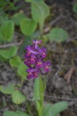 Dactylorhiza sambucina