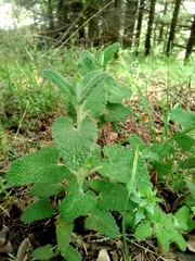 Teucrium scorodonia baeticum