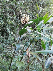 Hedychium
