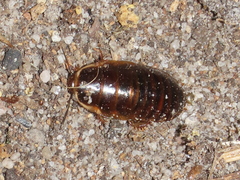 Poeciloblatta angusta