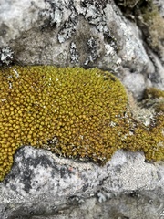 Hypodontium