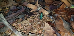 Cosmodela barmanica