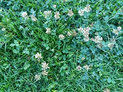 Trifolium repens