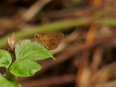 Iambrix salsala salsala