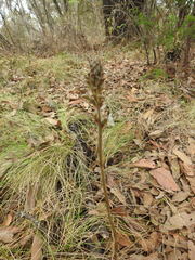 Sarcoglottis schaffneri