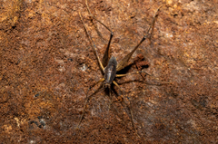 Australotettix