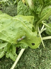Palomena prasina