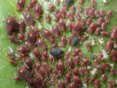 Staticobium staticis