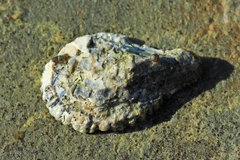 Scutellastra cochlear