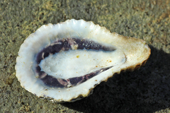 Scutellastra cochlear