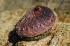 Haliotis midae