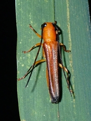 Oberea fuscipennis