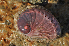Haliotis midae