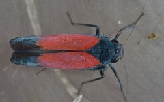 Cardioscarta flavifrons