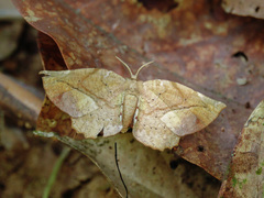 Hypochrosini