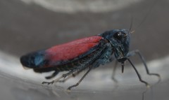 Cardioscarta flavifrons