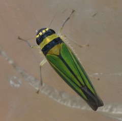 Juliaca quadrigula