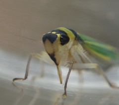 Juliaca quadrigula